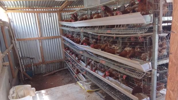 Poultry Layers For Sale