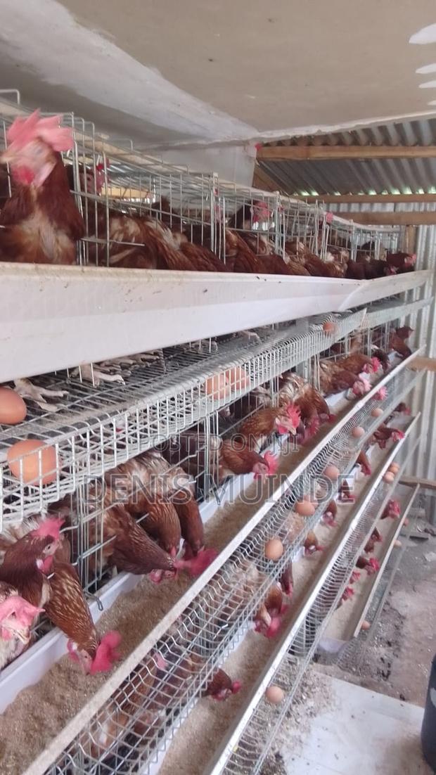 Poultry Layers For Sale - thumbnail 2