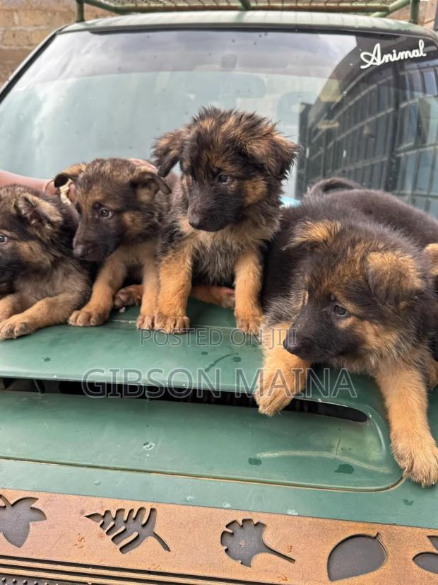 1-3 months Female Purebred German Shepherd