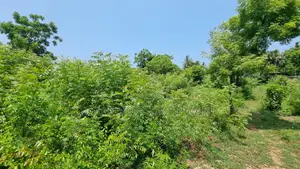 1 Acre Plot | 3rd Row Diani | Perimeter Wall | Kshs. 25m