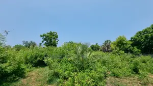 1 Acre Plot | 3rd Row Diani | Perimeter Wall | Kshs. 25m