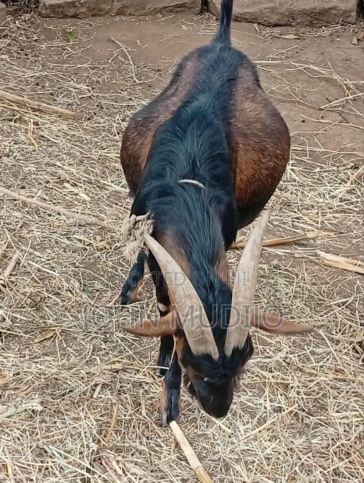Alpine Buck