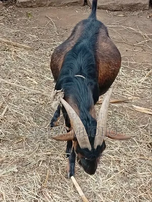 Alpine Buck