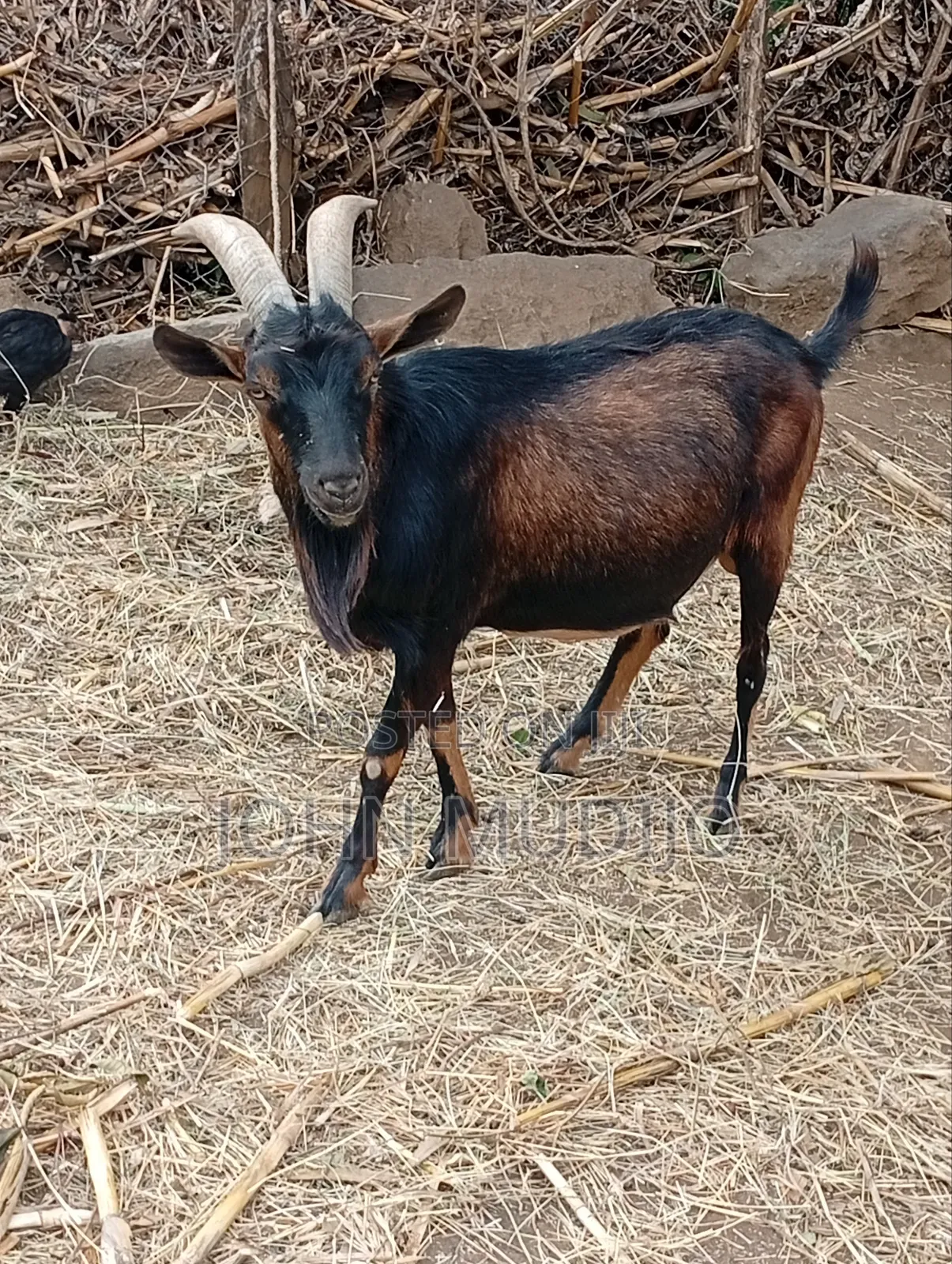 Alpine Buck