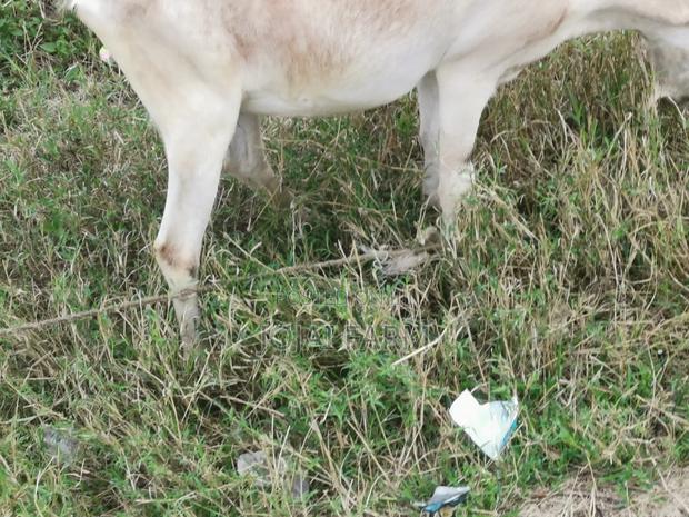 Dairy Goats