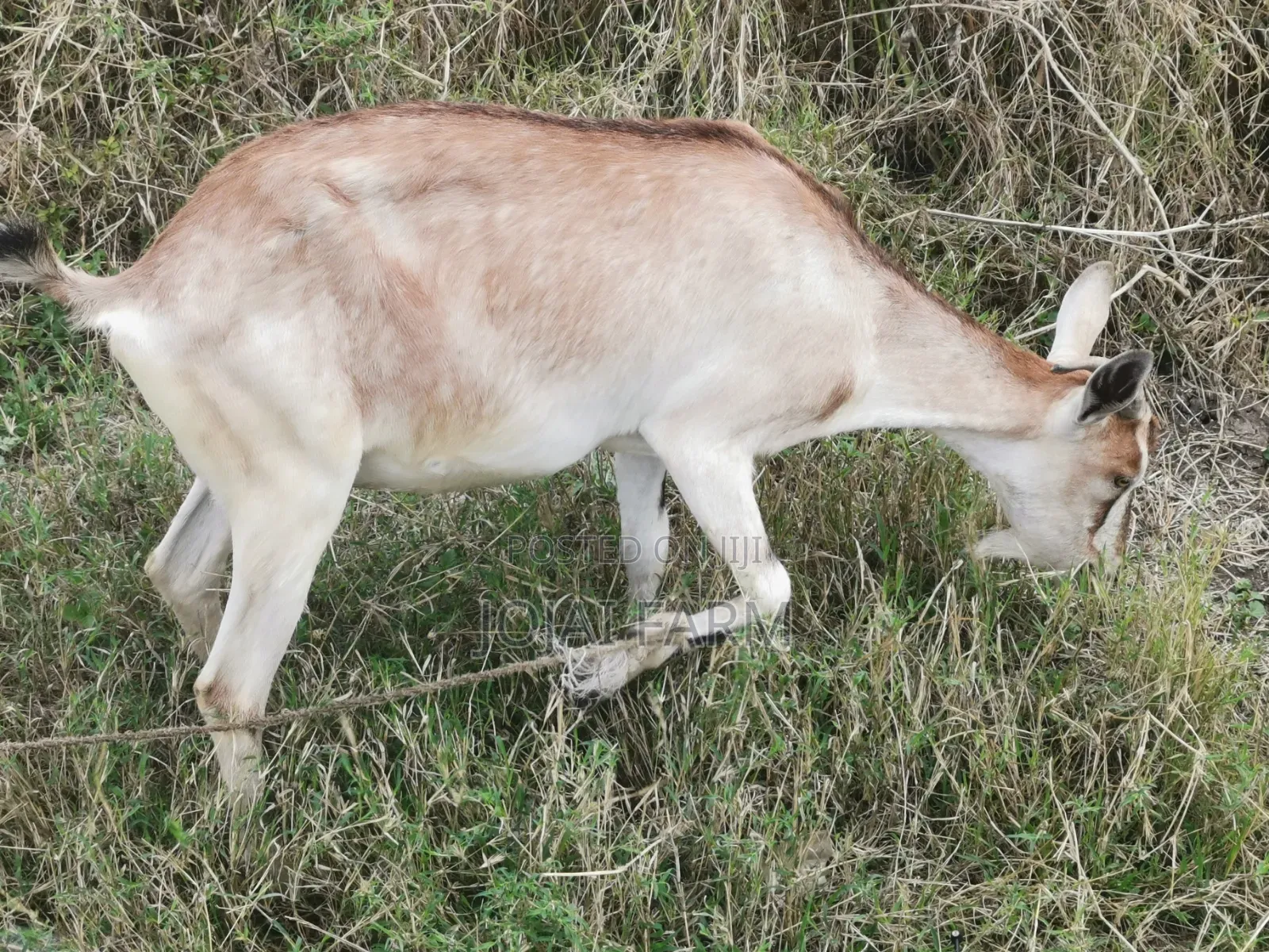 Dairy Goats