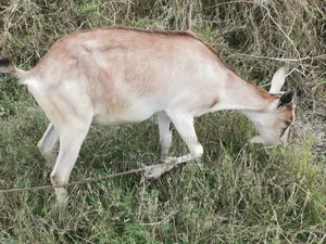 Dairy Goats