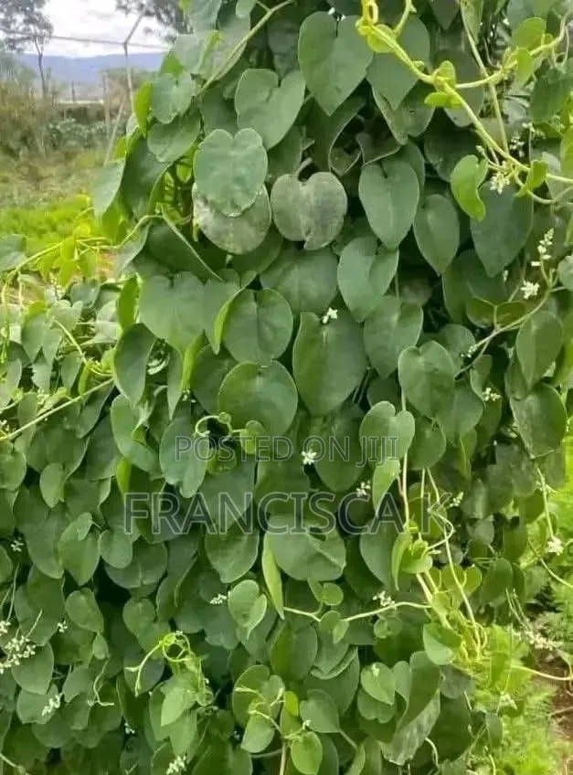Joska Area