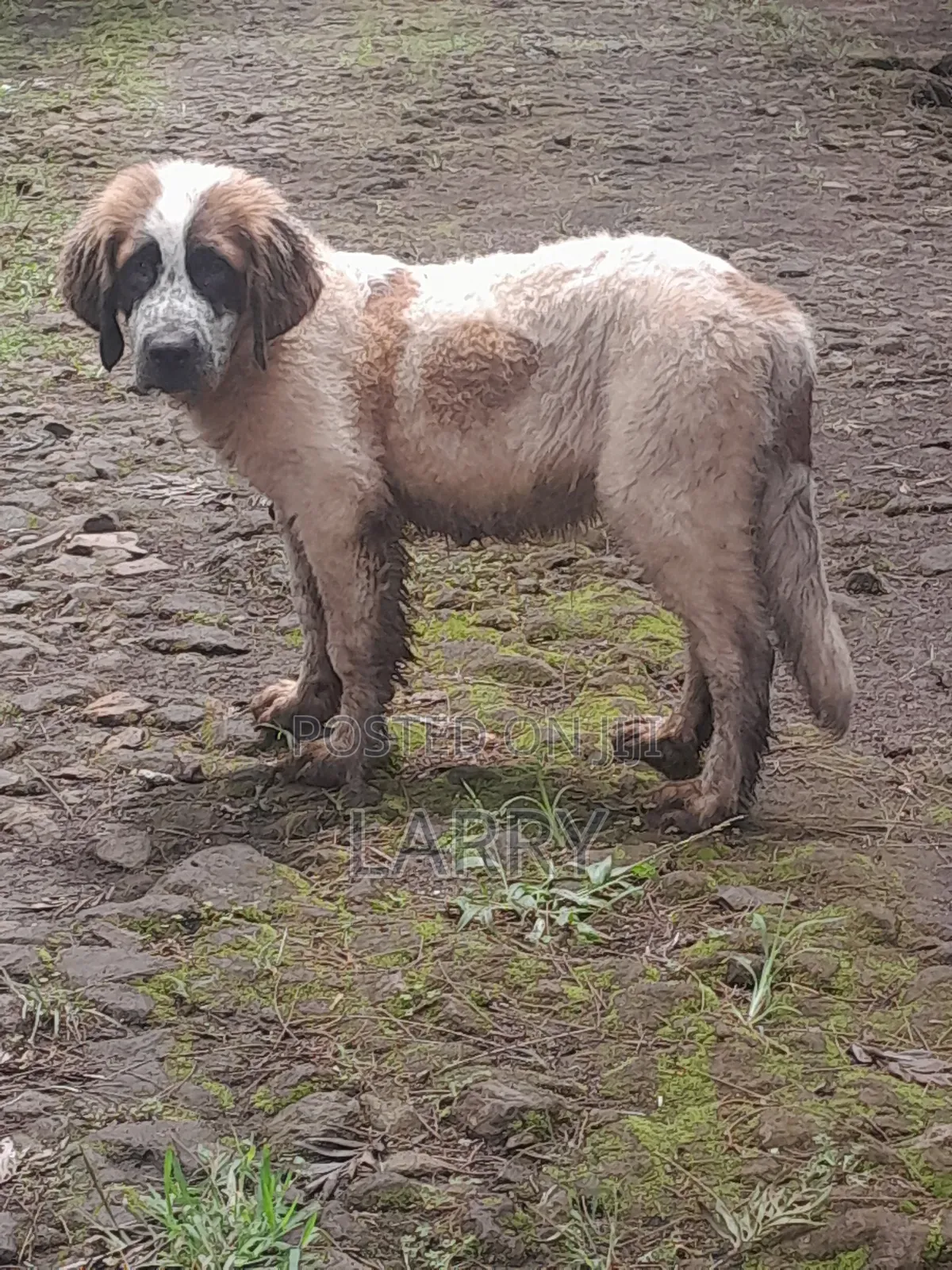 1-3 months Male Purebred Saint Bernard
