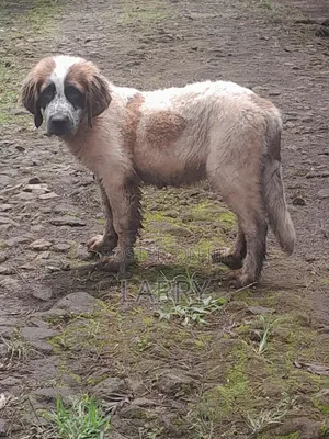 1-3 months Male Purebred Saint Bernard
