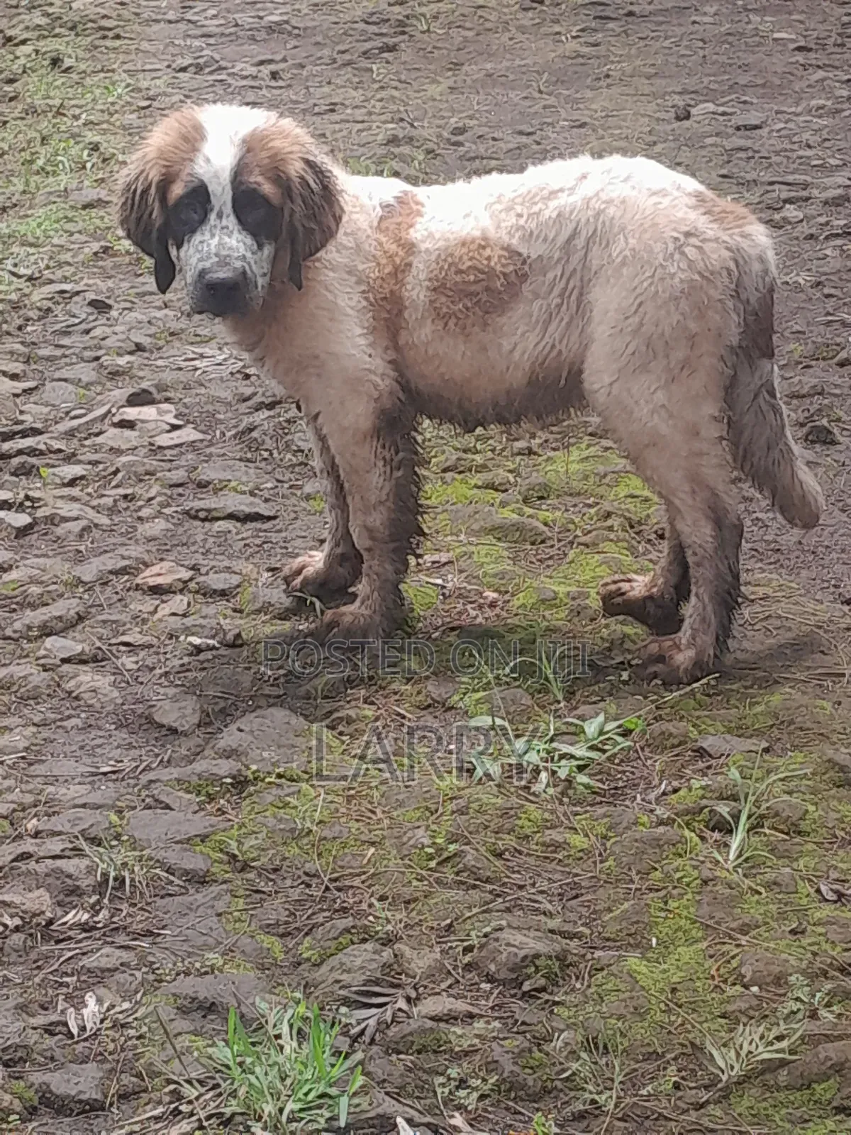 1-3 months Male Purebred Saint Bernard