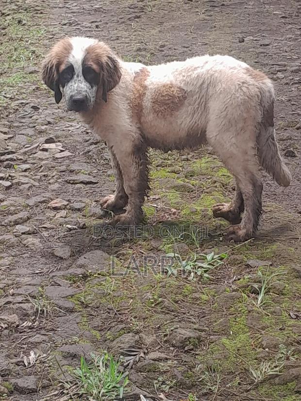 1-3 months Male Purebred Saint Bernard - thumbnail 2