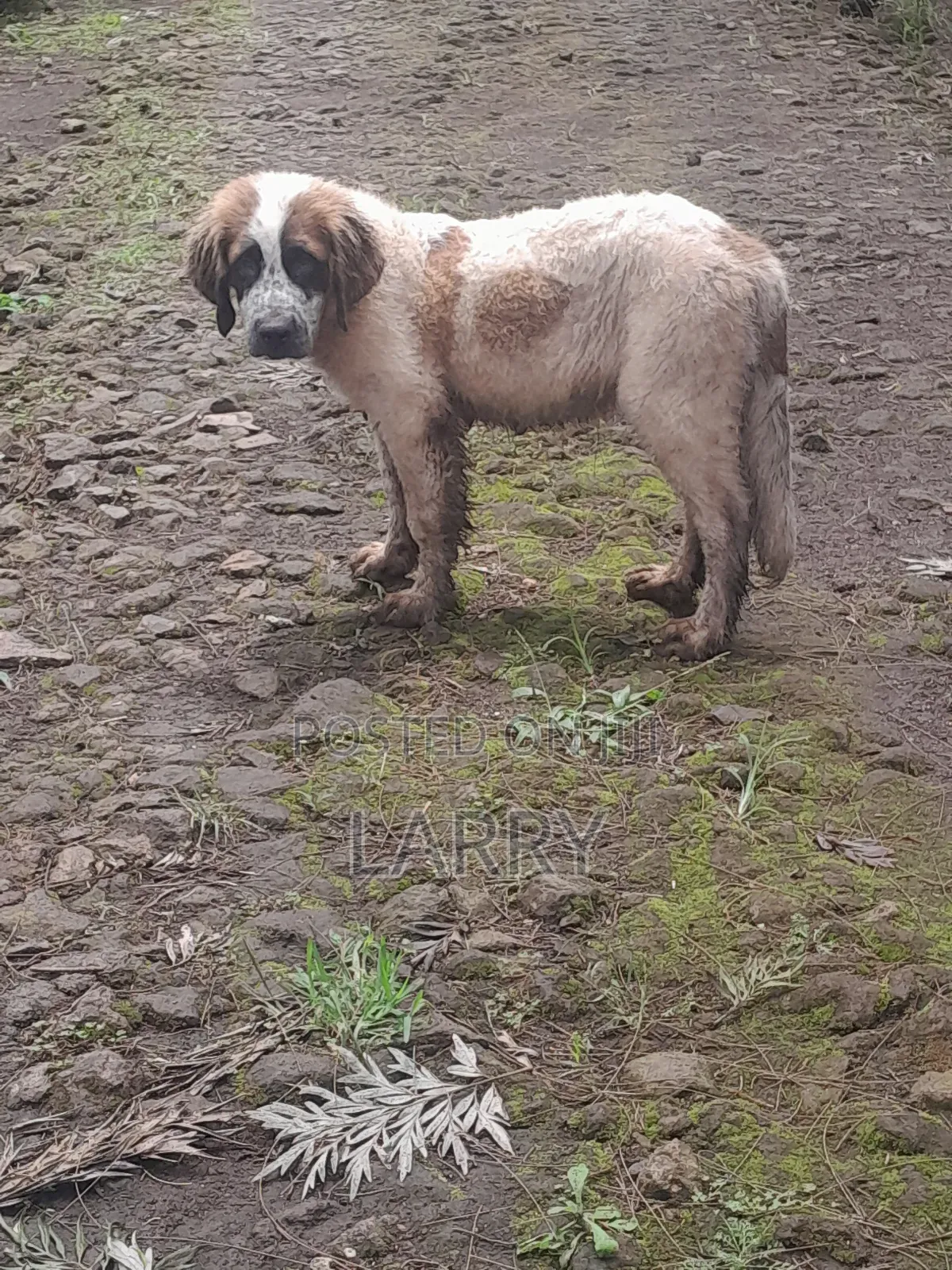 1-3 months Male Purebred Saint Bernard