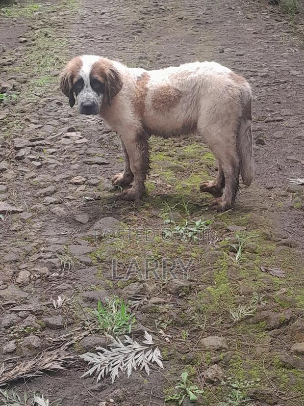 1-3 months Male Purebred Saint Bernard - thumbnail 3