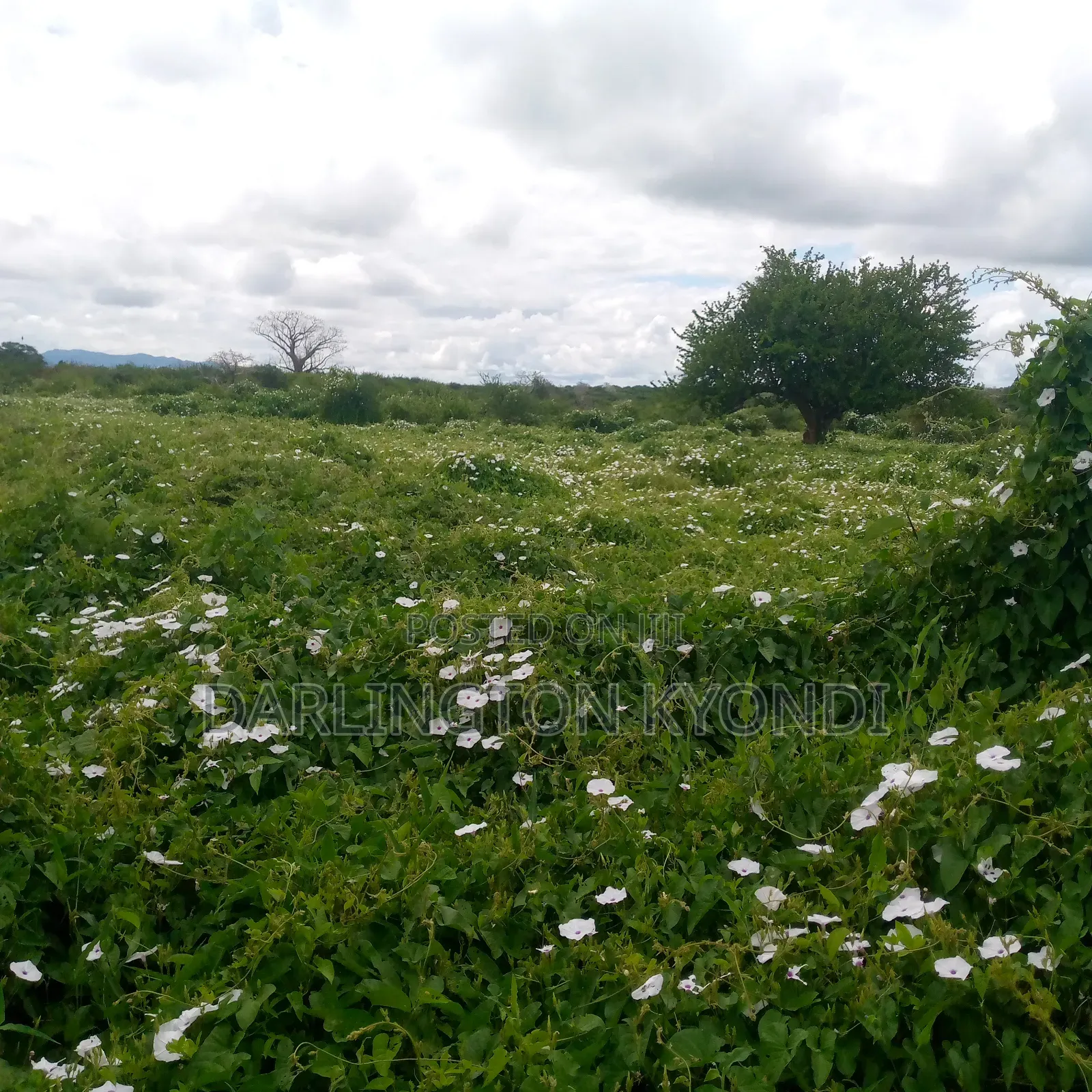 Strategic Lands and Plots