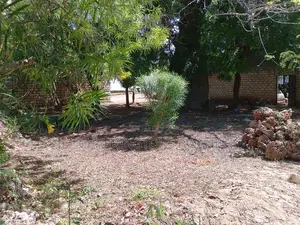 1/8 Acre Plot | Mature Baobab | Road Frontage | 2km to Beach | Diani