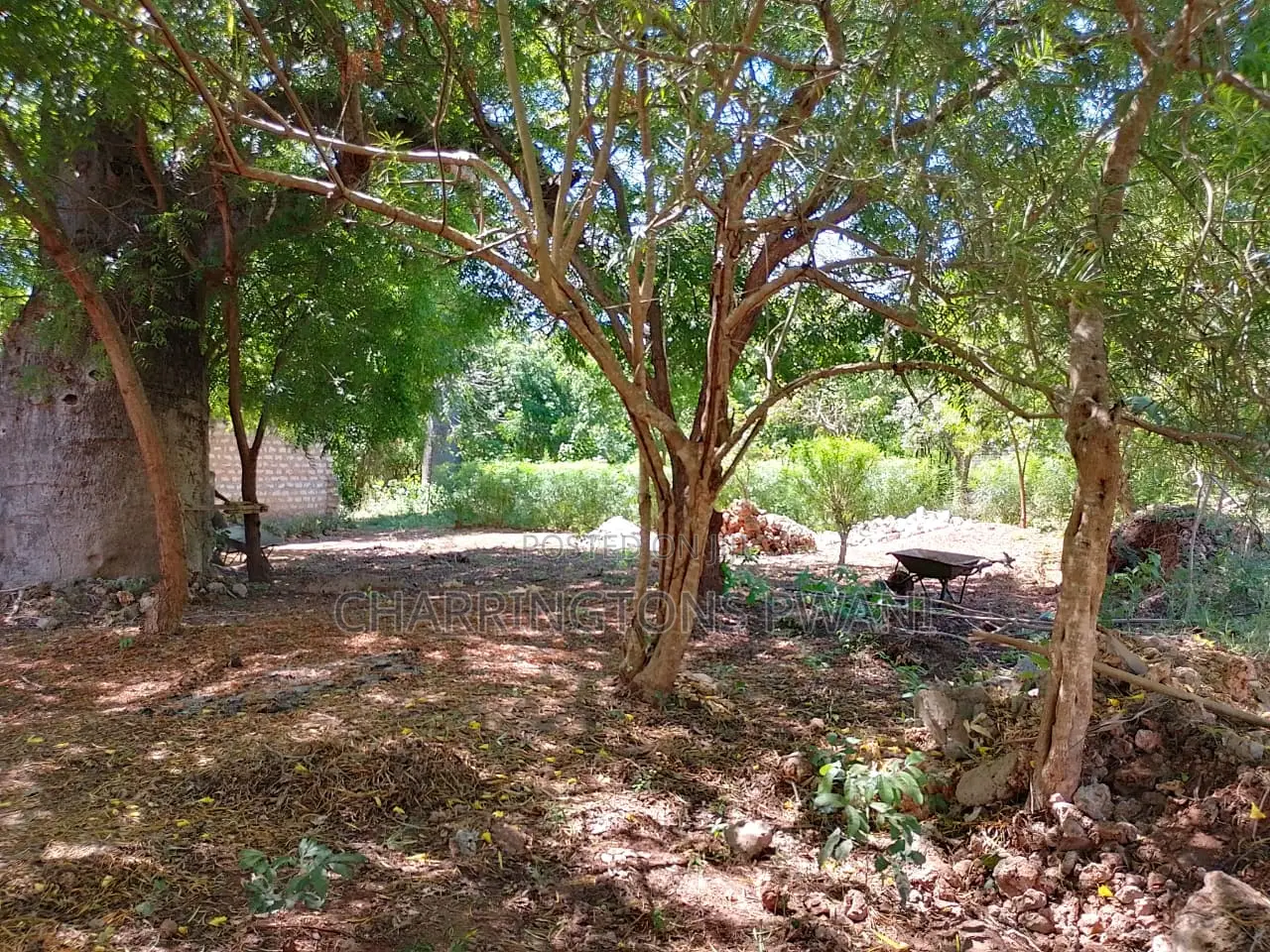 1/8 Acre Plot | Mature Baobab | Road Frontage | 2km to Beach | Diani
