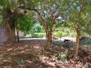 1/8 Acre Plot | Mature Baobab | Road Frontage | 2km to Beach | Diani
