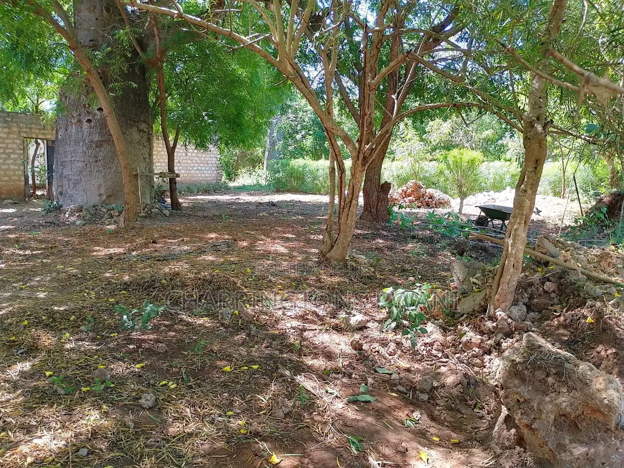 1/8 Acre Plot | Mature Baobab | Road Frontage | 2km to Beach | Diani