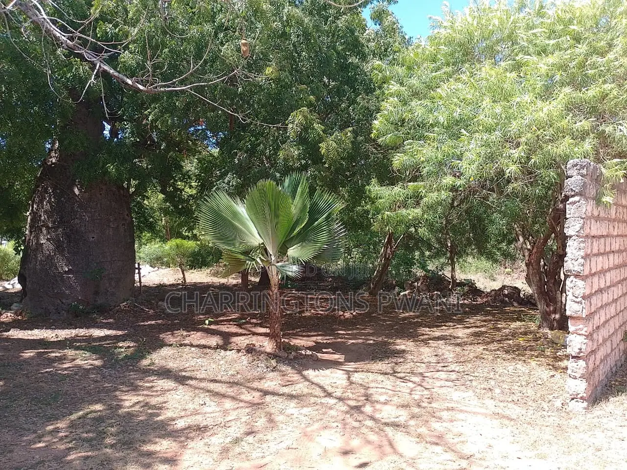 1/8 Acre Plot | Mature Baobab | Road Frontage | 2km to Beach | Diani