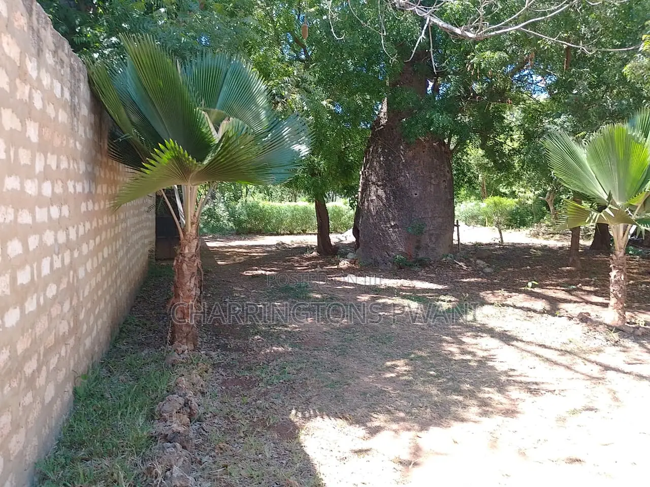1/8 Acre Plot | Mature Baobab | Road Frontage | 2km to Beach | Diani