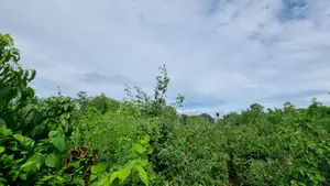 1⁄2 Acre Plot | 3rd Row Diani | Mature Vegetation | 6 Mins to Beach