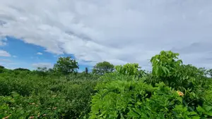 1⁄2 Acre Plot | 3rd Row Diani | Mature Vegetation | 6 Mins to Beach