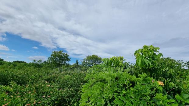 1⁄2 Acre Plot | 3rd Row Diani | Mature Vegetation | 6 Mins to Beach - thumbnail 2