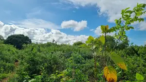 1⁄2 Acre Plot | 3rd Row Diani | Mature Vegetation | 6 Mins to Beach