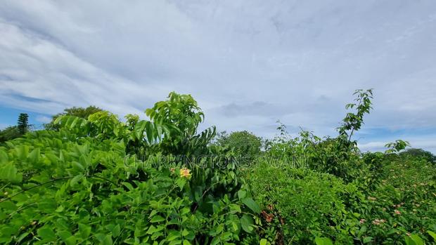 1⁄2 Acre Plot | 3rd Row Diani | Mature Vegetation | 6 Mins to Beach - thumbnail 4