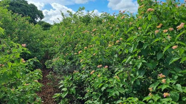 1⁄2 Acre Plot | 3rd Row Diani | Mature Vegetation | 6 Mins to Beach - thumbnail 5
