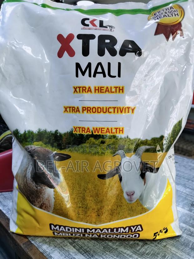 Extra Mali Goats and Sheep - thumbnail 2