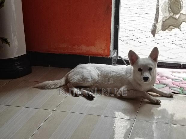 6-12 months Male Mixed Breed Japanese Spitz - thumbnail 2