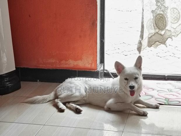 6-12 months Male Mixed Breed Japanese Spitz