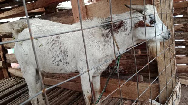 Goat for Sale