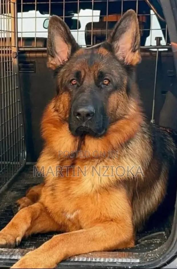 6-12 months Male Purebred German Shepherd