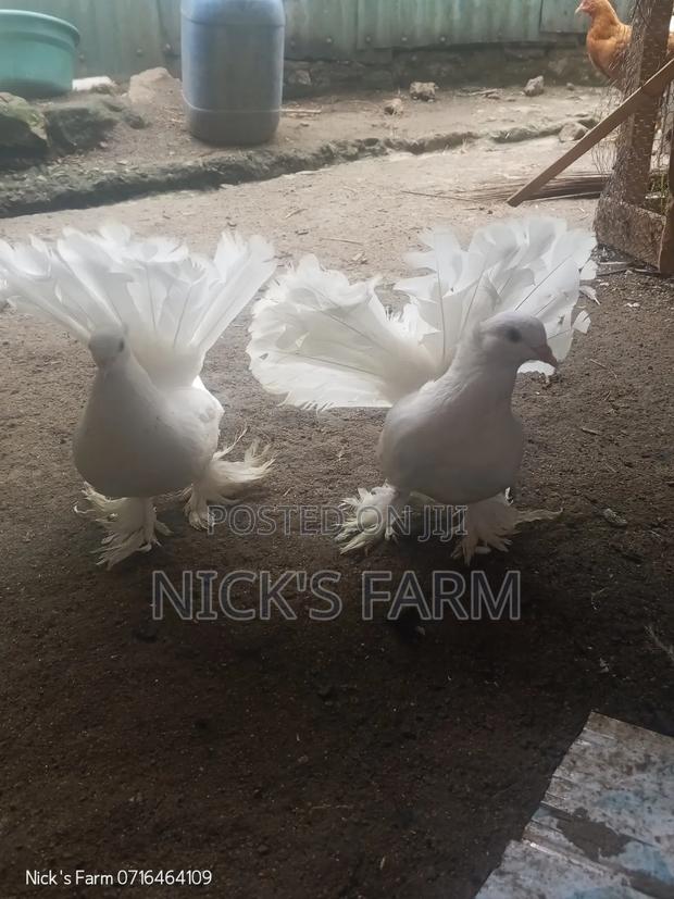 Fantail Pigeon (Pure White)