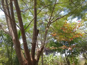 1⁄4 Acre Garden Plot| Borehole | Gazebo |Walled Compound| 4km to Beach
