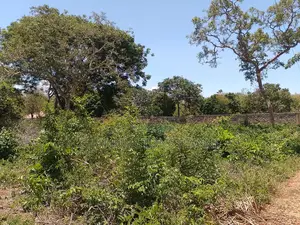 1⁄2 Acre Plot| 1st Line 4th Row| Near Manyatta| Cleared Ready|Diani