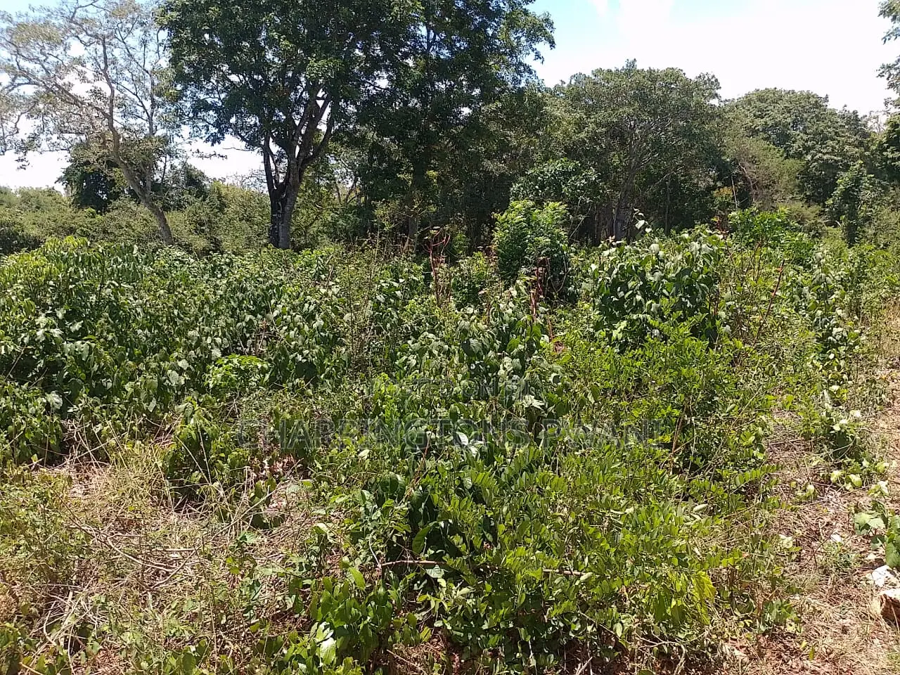 1⁄2 Acre Plot| 1st Line 4th Row| Near Manyatta| Cleared Ready|Diani