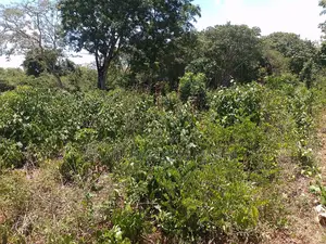 1⁄2 Acre Plot| 1st Line 4th Row| Near Manyatta| Cleared Ready|Diani