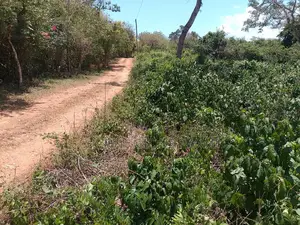 1⁄2 Acre Plot| 1st Line 4th Row| Near Manyatta| Cleared Ready|Diani