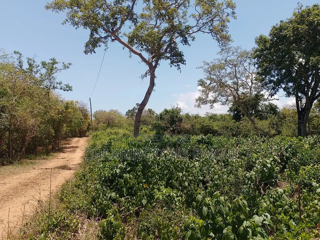 1⁄2 Acre Plot| 1st Line 4th Row| Near Manyatta| Cleared Ready|Diani