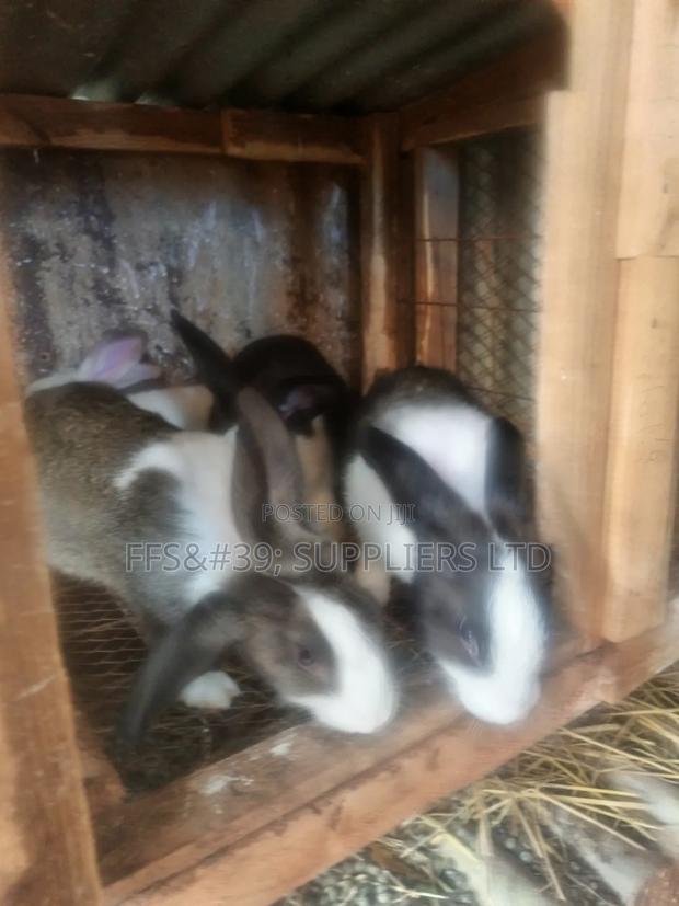Rabbits, Doe and Bucks for Sale - thumbnail 2