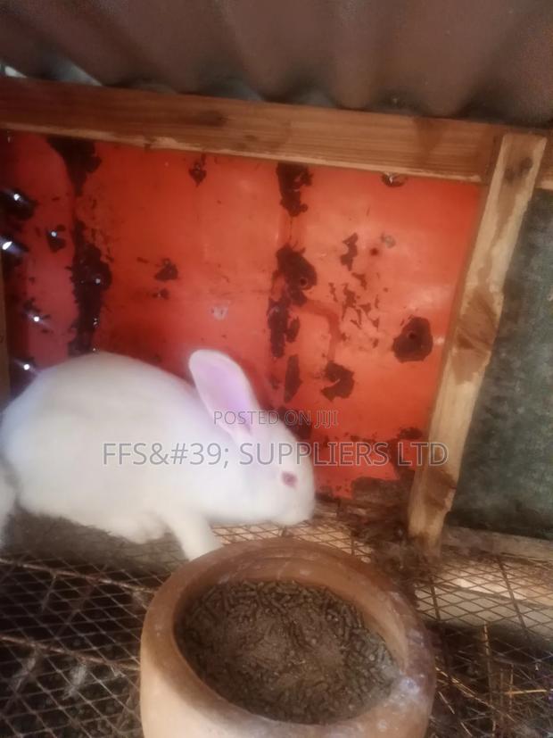 Rabbits, Doe and Bucks for Sale - thumbnail 3