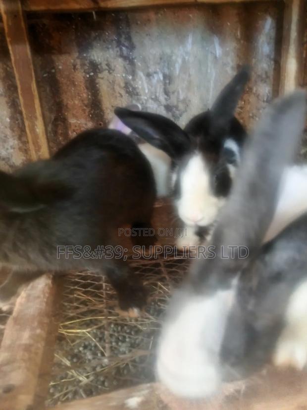 Rabbits, Doe and Bucks for Sale - thumbnail 5