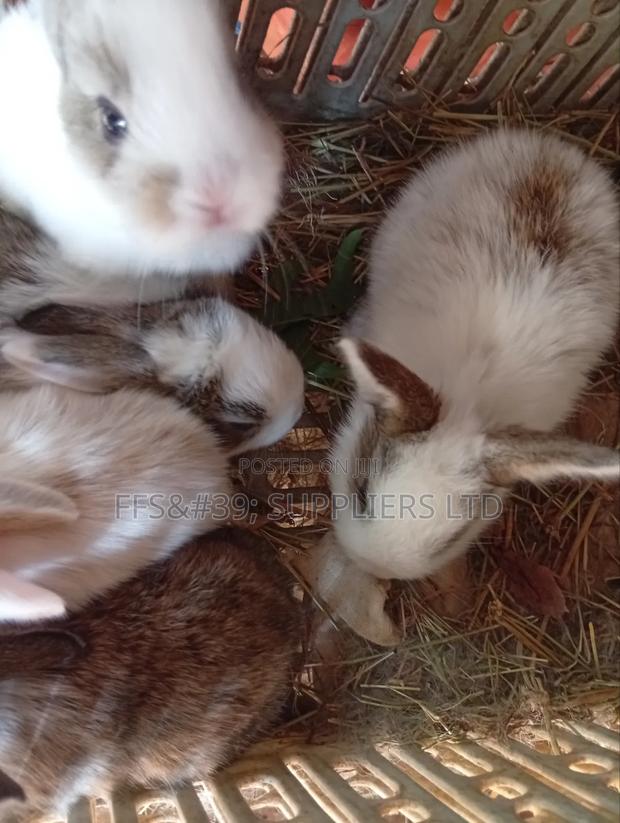 Rabbits, Doe and Bucks for Sale - thumbnail 8