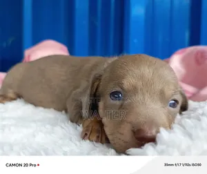 1-3 months Male Purebred Dachshund