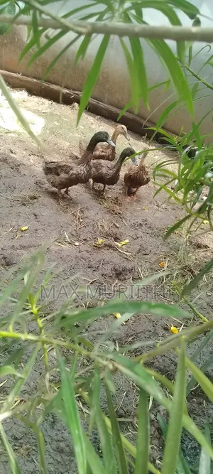 Rouen Ducks