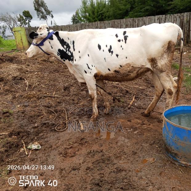 Frisian Dairy Cow